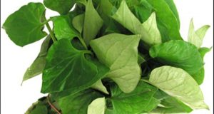 Rau diếp cá có tác dụng gì & Rau diếp cá trị bệnh trĩ như thế nào? 4 rau diep ca tri benh tri