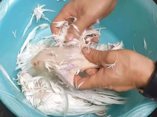 Cách làm món cháo bồ câu ngon cho bà bầu 2 Cách làm thịt chim bồ câu