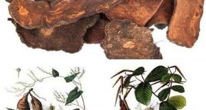 Cách làm hà thủ ô chữa bạc tóc